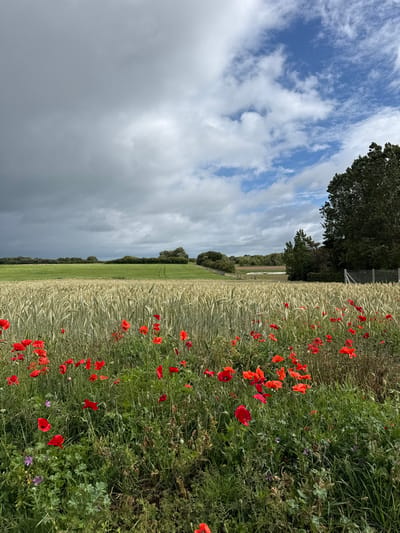This vertical outdoor photograph, captured in Octeville-sur-Mer, France, displays a rural landscape under a partially cloudy sky. The upper left portion of the sky is filled with dark, heavy grey stratocumulus clouds, transitioning to lighter white cumulus clouds and patches of blue sky in the upper right quadrant. The immediate foreground is dominated by a dense growth of green wild grasses and broadleaf plants, richly interspersed with numerous vibrant red common poppies (Papaver rhoeas) and a few small purple wildflowers. Behind this floral border, a vast field of ripening cereal grain, consistent with wheat or barley, extends across the midground, presenting a golden-green color and a uniform texture. Further into the background, a lighter green cultivated field is visible, bisected by a faint, narrow dirt track. The horizon line is defined by a dense accumulation of dark green deciduous trees and bushes. A prominent large, dark green tree stands on the far right, adjacent to a section of wire fencing. No human figures, animals, or discernible actions are present in the scene.