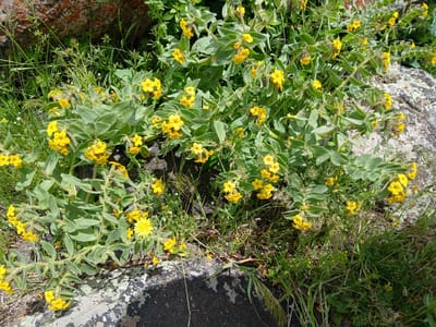 The image depicts a cluster of yellow flowering plants growing near rocks in a natural setting. The plants have light green, oval-shaped leaves. The rocks are dark gray and covered with lichen. Various grasses and small green plants surround the flowers and rocks. The setting appears to be outdoors, possibly in the Armenian city of Tlik. No people, actions, or interactions are visible.