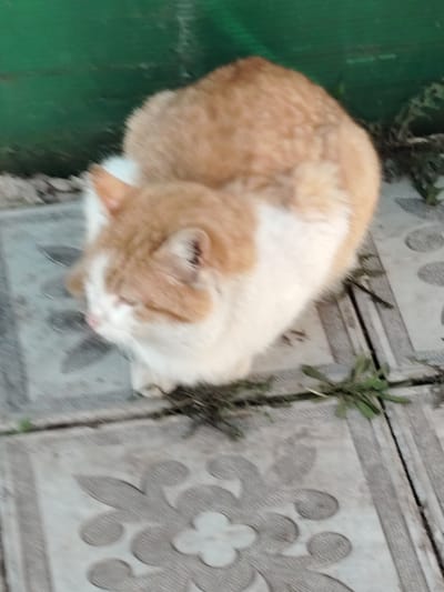 An orange and white cat is seen resting outdoors in Susady-Ebalak, Russia. The cat is the primary subject, shown from an elevated perspective, sitting with its body partially obscured but facing towards the upper right of the frame, and its head turned to the left. Its eyes appear mostly closed or looking downwards, suggesting a state of calm or sleep. The cat has fluffy fur, with ginger patches on its back, head, and ears, and white fur on its face, chest, and lower body.
The cat is positioned on light grey concrete pavement tiles, which exhibit a repeating, ornate pattern, possibly resembling stylized flowers or medallions. Small patches of green weeds and grass grow in the gaps between the tiles and along the edge of the paved surface. In the background, there is a solid, dark green, slightly textured structure, which appears to be a wall or fence. The scene is illuminated by soft, ambient daylight, and there are no strong shadows. No people or visible text are present in the image.