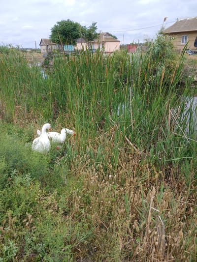 In Novaya Kosa, Russia, a rural landscape unfolds with a focus on a body of water bordered by dense vegetation. In the foreground, a group of four white geese are nestled amongst the reeds and green foliage. The geese appear to be resting or grazing. The water itself is dark and reflects the overcast sky. Beyond the water and reeds, several simple, weathered buildings are visible, suggesting a small settlement. One building has a corrugated roof and a light-colored facade, while another is painted pink with a darker roof. A larger, rougher structure with a grey roof and what appears to be a wooden bridge or platform sits further back. The overall environment is natural and somewhat unkempt, with the buildings indicating a human presence within a wilder setting. The sky is cloudy, contributing to a muted light.