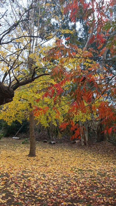 The image depicts an autumn scene with trees displaying vibrant red and yellow foliage. The ground is carpeted with fallen leaves of similar autumnal hues, creating a rich tapestry of color. A tree trunk is visible in the foreground, with its textured bark suggesting age. The background transitions into a wooded area, with more trees and foliage. The overall impression is one of natural beauty and the transition of seasons. The lighting suggests it could be daytime, with soft light filtering through the leaves. There are no people or visible text in the image. The location context of Berisso, Argentina, combined with the autumnal colors, indicates this photo was likely taken during the Southern Hemisphere's fall season.