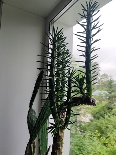 A tall, green cactus with multiple spiky branches is positioned in front of a window, with a gray wall to its left and a blurred view of trees and sky outside. The cactus has a thick, woody base and several elongated, segmented stems covered in sharp spines. One segment on the far left appears flatter and paddle-shaped. The overall lighting suggests an overcast day, with diffused light coming from the window. The image is cropped to focus on the plant and the immediate surroundings, with no people or specific urban details visible. The location of Pioner, Russia is not discernible from the visual information presented.
