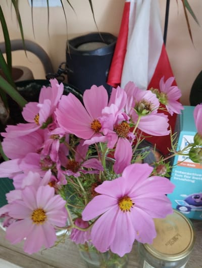 The image displays a close-up view of a bouquet of pink cosmos flowers in a glass vase. The flowers have delicate, ruffled petals and yellow centers. They are arranged with their green stems and some smaller buds. In the background, a dark cylindrical object is visible, possibly a speaker or container. To the right of the flowers, a portion of a blue box with text that appears to be in English and a cartoonish image is partially visible. Behind the flowers and to the left, a red and white flag is draped, suggesting a possible patriotic or celebratory context. The overall setting seems to be indoors, with a warm-toned wall in the background. There are no people or animals present in the image. The image does not contain enough information to determine the exact location in the city of Jelcz-Laskowice, Poland, or any specific actions or interactions occurring.