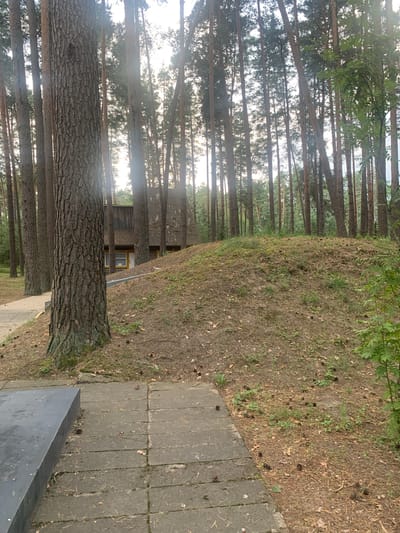 The image depicts a view of a wooded area with a building in the background. Tall, slender pine trees dominate the scene, with their trunks forming a dense canopy. A light-colored pathway made of concrete slabs leads into the foreground from the left, alongside a dark, rectangular stone structure. The ground is covered in dry pine needles, scattered pine cones, and sparse green vegetation. A small, grassy mound is visible to the right of the pathway, with a portion of a rustic wooden building situated on its slope. The building has a corrugated roof and appears to have at least one window and a door. The overall environment suggests a natural, possibly memorial or recreational, setting within a forest.