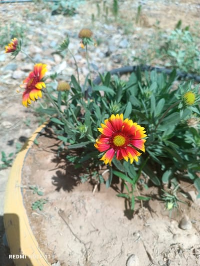 A close-up, low-angle outdoor shot features a vibrant Gaillardia flower, also known as a blanket flower, in full bloom. The flower's petals are a striking gradient of deep red at the base, transitioning to bright yellow at the tips. Its center is a textured, greenish-yellow. The flower is surrounded by its lush green foliage and is planted in a large, round, yellow pot. The pot's edge is visible in the foreground and shows some wear. The background is out of focus, showing dry, rocky ground with sparse vegetation, typical of the arid climate found in the region of Turkistan, Kazakhstan. Sunlight casts shadows on the ground and the pot. Several unopened buds and seed heads of the same flower species are also visible on the plant. The scene is peaceful and highlights the beauty of the wildflower in its natural, or near-natural, setting.