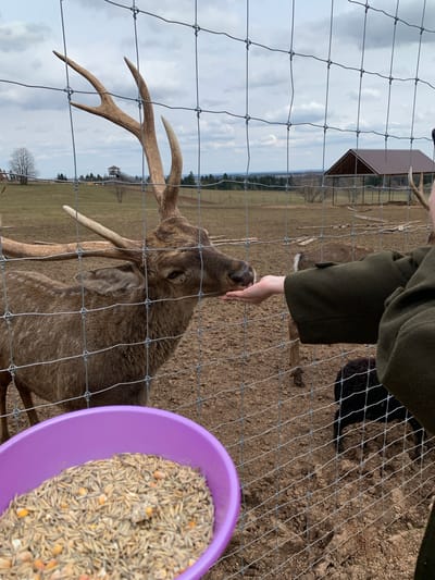 A medium, eye-level shot shows a person in an olive-green jacket holding their hand out to feed a deer behind a wire fence. The deer, a brown animal with antlers, is reaching its head through the fence to eat from the person's hand. A purple bowl filled with grains is positioned on the right side of the image, slightly out of focus. The background features a field, a small building, and trees. The location is Stary Chultem, Russia.