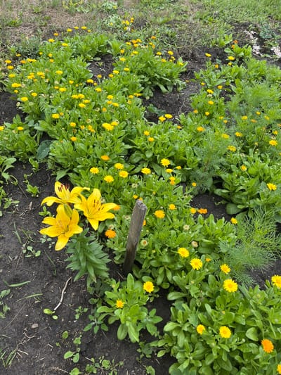 This image depicts a flower bed in a garden, likely located in the Timiryazev rural district of Kazakhstan. The primary subjects are a variety of flowers, including numerous small yellow calendula flowers and three large yellow lilies. The calendula flowers are densely packed, creating a vibrant carpet of yellow against lush green foliage. The lilies, with their distinctive spotted petals, are positioned towards the lower right of the frame, adding a touch of drama.
The setting appears to be an outdoor garden with dark soil. The ground around the flowers is covered in soil and some scattered dry leaves and twigs, suggesting a natural and somewhat unmanicured environment. To the left of the flower bed, a patch of grass and some smaller, less prominent plants are visible. A weathered wooden stake or piece of wood is partially visible in the upper right quadrant of the image, possibly marking the edge of the garden or supporting a plant.
The image captures the flowers in what appears to be daylight, with soft lighting that doesn't cast harsh shadows, suggesting it could be morning or late afternoon. The weather seems calm and pleasant, conducive to gardening. There is no visible text in the image. The overall impression is one of natural beauty and the simple abundance of a blooming garden.