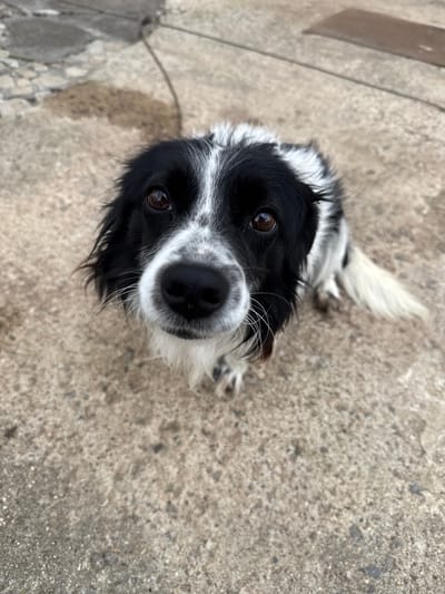 A black and white dog with brown eyes stares up at the camera from a concrete surface. The dog's nose is large and shiny. The background is a mottled, grey concrete surface. The location is unknown.