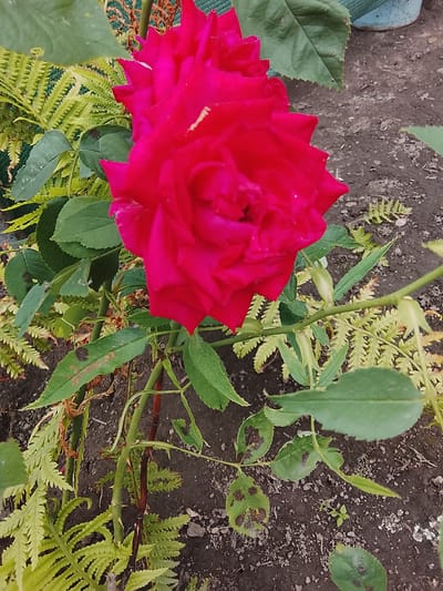 A close-up, high-angle outdoor shot captures a vibrant red rose in full bloom, its petals tightly packed and unfurling from the center. The rose is positioned slightly to the right of the frame, with its stem and leaves extending downwards and to the left. The foliage surrounding the rose is a mix of deep green leaves belonging to the rose plant, interspersed with the delicate, feathery fronds of a fern, which are a lighter, yellowish-green color. The background consists of dark, moist-looking soil with scattered small stones and debris. In the upper right corner, a portion of a light blue pot is visible, suggesting the roses are planted in a garden or container setting within the city of Lipcani, Moldova.