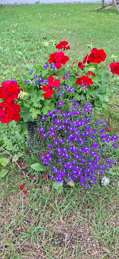 A close-up, eye-level shot captures a flower planter filled with vibrant red geraniums and small purple lobelia flowers. The planter itself is partially visible, a dark mesh structure. The surrounding environment is a grassy area, with some dried grass and scattered fallen red flower petals. In the background, a blurry expanse of green grass is visible, speckled with tiny white flowers, suggesting a lawn or meadow. A wooden structure, possibly part of a fence or garden feature, is faintly visible in the upper right corner. The scene appears to be an outdoor setting, likely a garden or yard. The location of Kohatu, Estonia is not directly evident from the visual information provided in the image.