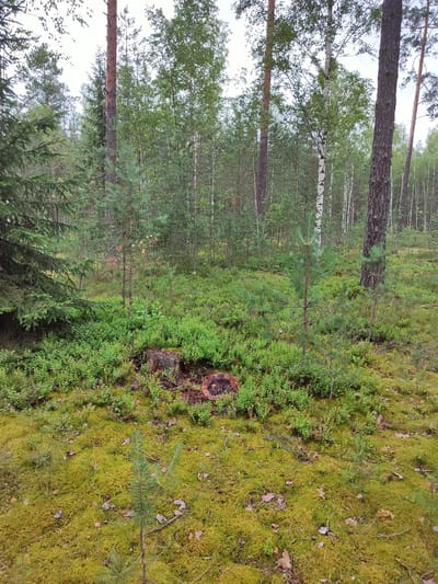 This is a photograph of a forest floor in a natural environment, likely in a rural area. The ground is covered with a thick carpet of moss, predominantly a vibrant green with hints of yellow. Scattered across the moss are fallen leaves, twigs, and small pieces of wood. In the foreground, a few small pine saplings are visible, their needles a deep green. To the left, a large evergreen tree with dark green foliage dominates the frame. In the mid-ground, a tree stump is present, showing signs of decay and with a visible cross-section of its rings. This stump is surrounded by low-lying green bushes, possibly blueberry bushes. The background is filled with a dense forest, characterized by a variety of trees, including tall pines with reddish-brown bark, slender birches with white bark, and other deciduous trees with green foliage. The overall atmosphere is one of a natural, undisturbed forest ecosystem. The image appears to be taken in the Дабрамыслінскі сельскі Савет region of Belarus. There are no people or animals present in the image, and no specific actions or interactions are depicted. The lighting suggests an overcast or shaded day.