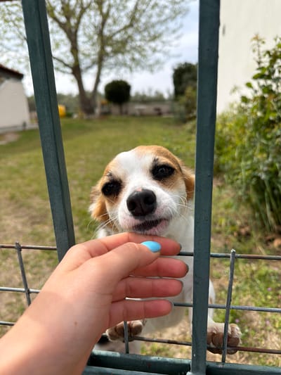 A medium shot depicts a dog interacting with a person's hand through a metal fence. The dog is primarily white with brown patches around its ears and a black nose. It is looking directly at the camera. A hand with blue nail polish is positioned near the dog's face. The background shows a grassy area with trees and a building, suggesting an outdoor location. The environment appears to be in Megas Alexandros, Greece, based on geographic information. The interaction suggests a friendly encounter between the person and the dog.
