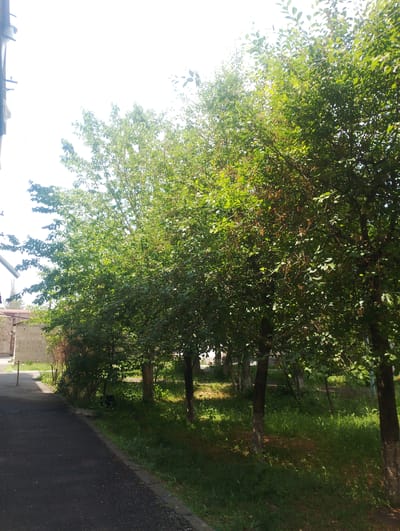 The image depicts a sun-drenched scene on a clear day, likely in Nor Hachin, Armenia, featuring a row of trees lining a paved pathway. The pathway, composed of dark asphalt with a coarse texture, runs diagonally from the lower left to the mid-right of the frame. A narrow concrete border separates the pathway from a strip of green grass and undergrowth. Beyond the grass, a line of trees with lush green foliage stands prominently, their trunks varying in thickness and appearing to be of deciduous species. The sunlight casts dappled shadows on the grass and pathway, indicating a midday or early afternoon setting. In the background, a low-rise building with a brick facade is visible to the left, partially obscured by the trees. The sky is bright white, suggesting either overexposure or the presence of strong sunlight. No people or animals are discernible in the image.