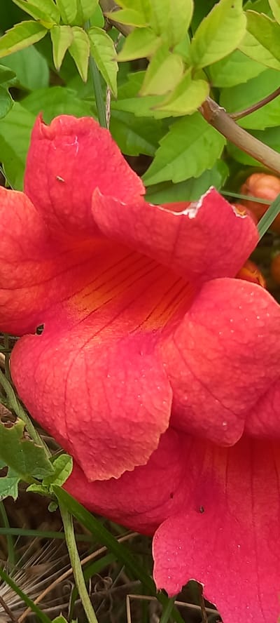 A close-up, vertical shot captures a vibrant red flower with ruffled petals. The flower's surface is textured and glistens with tiny water droplets. A few small, dark insects are visible on the petals. The background consists of out-of-focus green leaves and a brown stem. The overall impression is that of a natural, outdoor setting. The location is specified as Zolota Poliana, Ukraine.