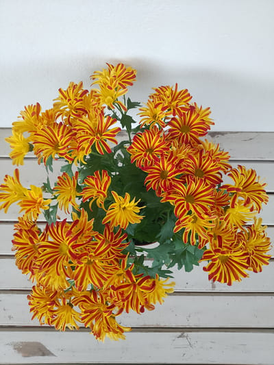 A top-down shot shows a pot of bright yellow and red striped chrysanthemum flowers against a white wooden surface. The flowers are in full bloom, with many petals radiating outwards. The background is a textured white wall. The image appears to be indoors, possibly in a home or a floral shop in Rheda-Wiedenbrück, Germany.