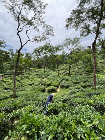 A person wearing a blue hijab and blue jeans is tending to tea bushes on a sloped plantation. The tea bushes are neatly arranged in rows, creating a textured green landscape that extends up a hill. Several trees with sparse foliage are scattered throughout the plantation, with their branches reaching towards a cloudy sky. In the background, more tea bushes and trees are visible, suggesting a vast agricultural area. A dirt path winds through the tea rows. The overall scene depicts a rural setting, likely a tea garden in Sylhet, Bangladesh, known for its extensive tea plantations.