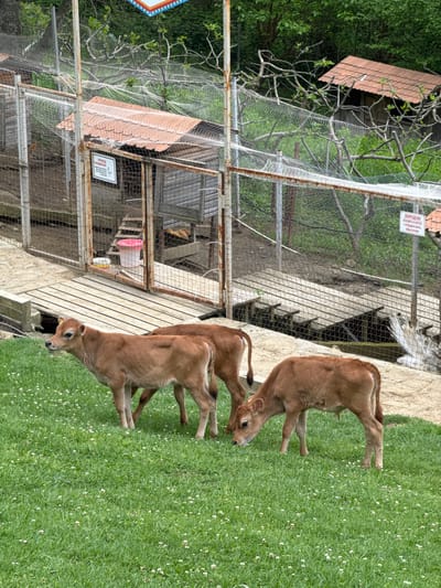 The image shows three brown calves grazing in a grassy area next to a caged enclosure. The enclosure appears to be made of wire mesh and metal framing. It includes wooden planks and a small structure with a red tile roof within. A sign with text in Russian is visible on one of the cages. The location is likely in Progress, Russia, based on the language on the sign. The calves are the primary subjects, their activity is grazing, and the enclosure suggests they are in a controlled environment like a farm or zoo. The environment is primarily green and includes the enclosure, grassy area, and some trees in the background.