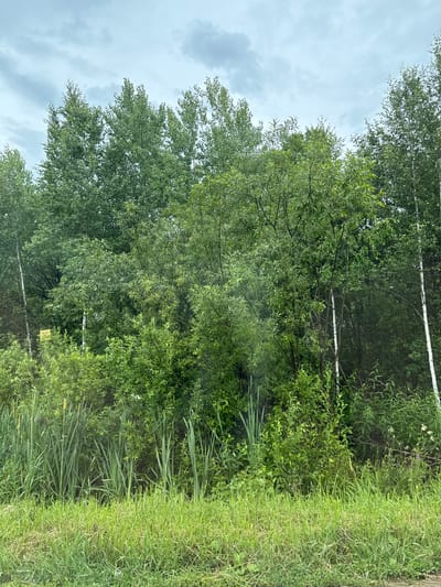 The image depicts a dense forest scene with various types of trees and lush green foliage. In the foreground, there is tall grass and reeds, suggesting a natural, undeveloped area. A yellow sign is partially visible amidst the trees on the left side of the image. The sky is overcast with clouds, indicating a possibly temperate or cool climate. There are no people or animals visible in the image. The scene appears to be located in an outdoor, natural setting, possibly a park or the edge of a wooded area in the city of Kurgash, Russia.