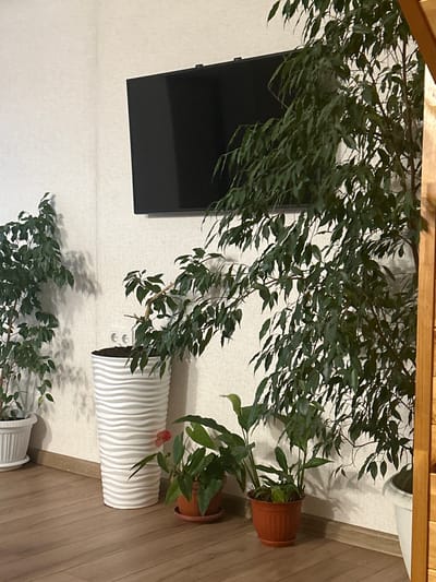 The image shows an indoor scene in a room with white textured walls and a wooden floor. A flat-screen television is mounted on the wall. Several potted plants are arranged in the room. On the left, a tall green plant is in a white pot. In the center, a large, tall white pot with a wavy design contains a plant, and to its right, a smaller plant is in a terracotta pot. A large, leafy green plant with thin branches is positioned to the right of the frame, partially obscuring the television. There is a wooden beam on the far right of the image. The location is identified as Нижние Муллы, Russia. There are no people or animals visible in the image.