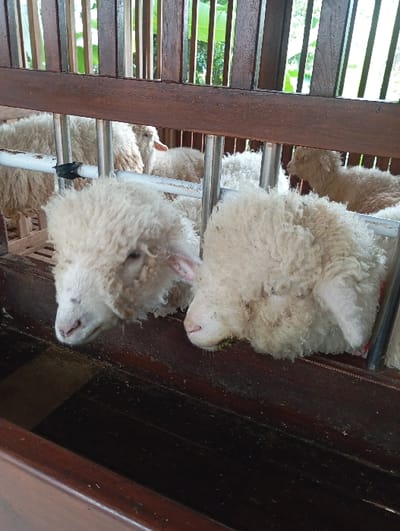 The image depicts an animal enclosure, likely a sheep pen, located within an agricultural setting in Kuwukan, Indonesia. Six domestic sheep (Ovis aries) with dense, light-colored fleece are visible. In the foreground, two sheep have their heads positioned within a dark brown wooden feeding trough, suggesting feeding activity or rest. The sheep on the left has a pink snout with dark spots, while the one on the right has a similar pink snout with yellow staining around the mouth. Both show signs of fleece matting or debris around their muzzles. The trough contains sparse dark particulate matter.

Behind the two foreground sheep, a white metal bar fence separates them from at least four other sheep of similar appearance. Further behind, the enclosure transitions to dark brown wooden vertical slats and horizontal beams. Through these slats, a bright green, lush vegetative environment is visible, indicating an outdoor or semi-outdoor location. No human subjects are present. The scene is static, focused on the confined animals and their immediate environment.