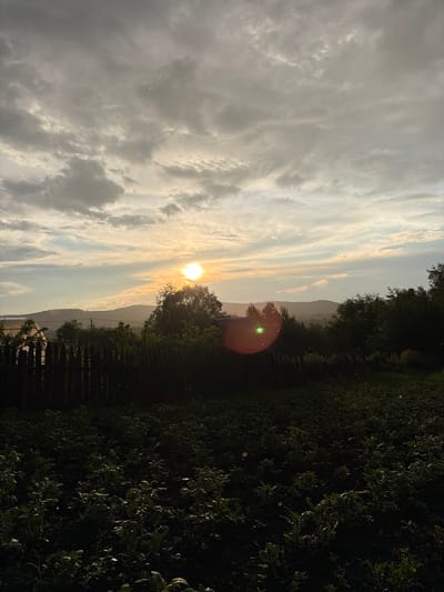 This is a vertical, eye-level, medium shot of a rural landscape at sunset. The sky is filled with dramatic clouds, with the sun peeking through the center, casting a warm glow. In the foreground, there is a field of dark green plants, possibly crops, which are partially silhouetted against the sunset. A rustic wooden fence runs across the middle ground, separating the field from a line of trees and rolling hills in the background. A slight lens flare is visible on the right side of the image, near the setting sun. The scene appears to be located in the city of Skovorodino, Russia, based on its rural characteristics and the presence of elements common to that region.