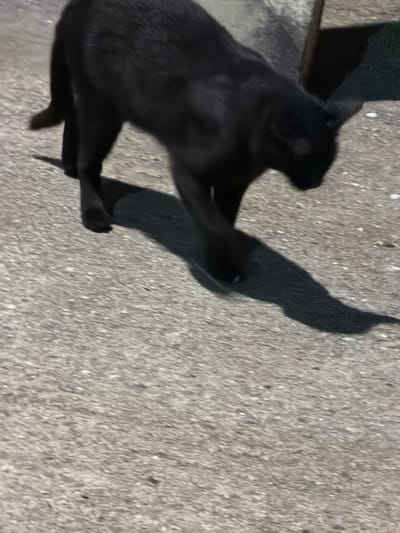 A black cat is walking across a paved surface in Carpignano Salentino, Italy. The cat is in motion, with its body angled to the right and its head lowered. Its shadow is cast to the right, elongated and distorted by the lighting conditions. The paved surface appears to be asphalt or concrete, with a rough texture and scattered small white specks. The background is mostly out of focus, but suggests an outdoor setting, possibly a street or courtyard.