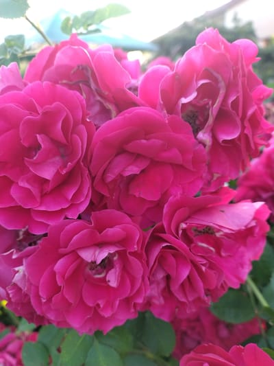 The image displays a cluster of vibrant pink roses in full bloom, with some petals showing hints of lighter pink and a slightly wilted appearance. The roses are the primary subject, filling most of the frame. In the background, out of focus, is a blurred green foliage and what appears to be a light blue or teal structure, possibly an awning or umbrella. The lighting suggests it is daytime, with some bright highlights on the petals, indicating a sunny or overcast but bright day. The scene is likely outdoors, in a garden or park setting. The image does not contain any people or specific identifiable landmarks that would pinpoint a location within Dobev, Czechia.