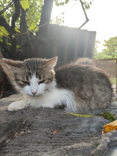 A domestic cat, predominantly white with tabby markings on its head and back, is lying on a grey, textured surface, possibly a concrete ledge or stone. The cat's eyes are partially closed, giving it a sleepy or subdued appearance. Its fur is somewhat disheveled. The background suggests an outdoor, somewhat unkempt setting. There are trees with green leaves, a rustic fence, and a corrugated metal structure visible, illuminated by a bright, possibly late afternoon or early morning sun, creating lens flare. The environment appears to be a rural or semi-rural area, consistent with locations in Risipeni, Moldova. Scattered dry leaves and debris are present on the surface where the cat is resting.