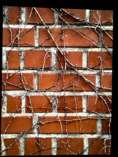 A close-up, overhead shot shows a brick wall textured with branches of a dead vine. The bricks are orange-red and laid in a horizontal pattern with off-white mortar. The branches are thin, dry, and grey, crisscrossing the surface of the wall. There are no people visible in the image. The scene appears to be an outdoor wall, possibly in a residential area or a public space within Mokpo-si, South Korea, given the mention of the city. The lighting suggests it is daytime, but the overhead angle and vine coverage create a slightly somber, muted atmosphere.