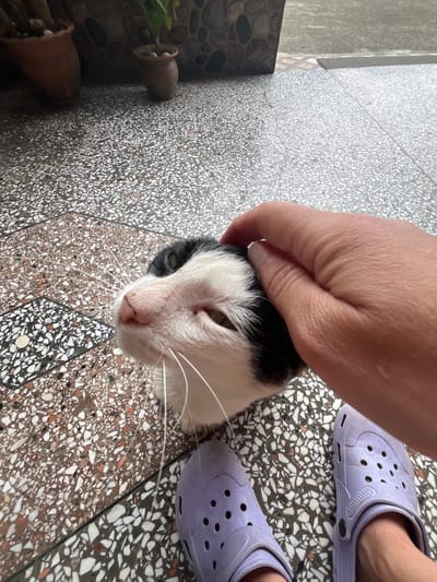 A black and white cat's head is being petted by a person's hand. The cat is lying on a terrazzo floor. The person is wearing light purple clogs. In the background, there are potted plants and a stone wall. The image appears to be taken outdoors, possibly on a patio or walkway. The specific location in ღრმაღელის თემი, Georgia, is not discernible from the visual information provided in the image.