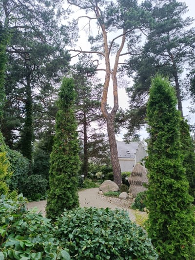 The image depicts an outdoor scene within the Старобінскі сельскі Савет, Belarus, characterized by lush greenery and a paved pathway. In the foreground, dense, low-lying bushes with dark green leaves dominate the lower portion of the frame. To the right, a tall, conical evergreen tree, possibly a thuja, stands prominently.
Further back, a winding pathway made of light-colored pavers recedes into the distance, flanked by more greenery and scattered pinecones. Behind the pathway and to the right of the evergreen tree, a large, rough-hewn boulder with carved inscriptions is visible. The inscription appears to be in Cyrillic script. Adjacent to this boulder, another smaller boulder rests on the ground.
The midground is characterized by a variety of trees, including several tall, mature pine trees with distinctive brown bark and a large pine tree in the center with a lighter, almost blonde trunk, its branches reaching towards the sky. In the background, a light-colored building with a dark roof is partially visible, suggesting a residential or institutional structure. A large tree with ivy climbing its trunk is located to the left of the central pine.
The overall impression is one of a well-maintained garden or park area, possibly part of a memorial or significant landmark given the inscribed stone. The sky above is overcast, casting a soft, diffused light on the scene. No people are present in the image.