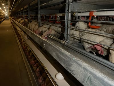 The image depicts the interior of a commercial poultry farm located in Shuyene Vosta, Afghanistan. The scene is dominated by multiple tiers of metal battery cages extending into the dimly lit distance on both sides of a central concrete aisle. Each cage section contains numerous white-feathered chickens, presumably hens, some with visible red combs and wattles, positioned near horizontal metal feeding troughs and orange plastic watering cups. Several white eggs are visible on an inclined collection belt or trough running beneath the lower tier of cages in the foreground, with one egg prominently positioned to the lower left. Overhead lighting fixtures are visible receding down the aisle, illuminating the facility. No human presence is observed.