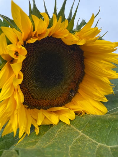 A close-up shot captures a vibrant sunflower in Puhja, Estonia. The sunflower, positioned in the lower right of the frame, faces towards the left. Its bright yellow petals unfurl, surrounding a dark, seed-filled center. Bees are visible on the sunflower's face and petals, actively engaged in collecting pollen. The large green leaves of the sunflower are visible in the foreground and background, dusted with yellow pollen. The sky, a pale blue with hints of white, forms the backdrop.