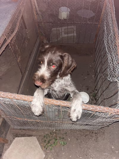 The image depicts a dog with brown and white fur, possibly a wirehaired breed, inside a rustic enclosure made of metal mesh and wood. The dog is looking directly at the camera with its paws resting on the mesh. Its eyes appear to have a red reflection, likely due to flash photography. The enclosure is located outdoors, with a dirt floor and some debris scattered around. There is a white bowl visible inside the enclosure. The overall impression is a candid shot of a dog in an outdoor, somewhat unkempt, setting. The specific location in Sadovo, Bulgaria is not discernible from the visual information alone.
