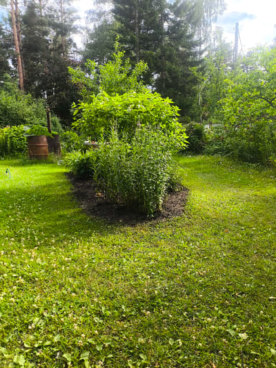 A sunlit, low-angle, full shot captures a lush green lawn dotted with small white flowers and clover in front of a garden bed brimming with tall, leafy green plants. In the background, a cluster of mature trees, including pines and deciduous varieties, forms a dense natural boundary. To the left, two rusted metal barrels stand near a green garden hose. A thin utility pole with electrical equipment is visible in the upper right background. The scene is set in a rural or suburban outdoor environment, likely a private garden, in or near Orekhovo, Russia, characterized by its vibrant natural elements and rustic, weathered objects.