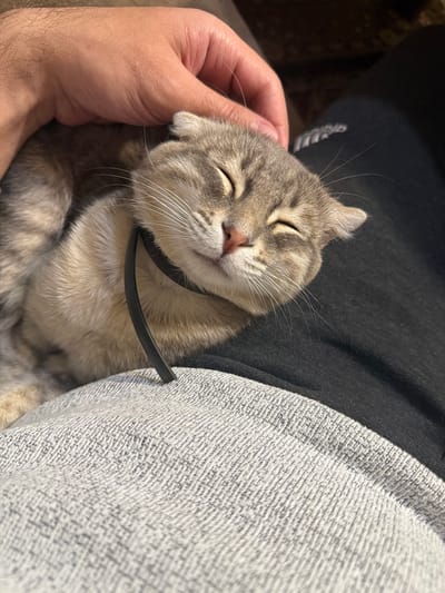 A person's hand is gently stroking a light grey tabby cat with folded ears. The cat has its eyes closed and appears content. The cat wears a black collar. The cat is resting on top of a person's clothing consisting of black and grey patterned fabrics. The image does not provide sufficient information to determine the location as Novxanı, Azerbaijan, or any other specific place.
