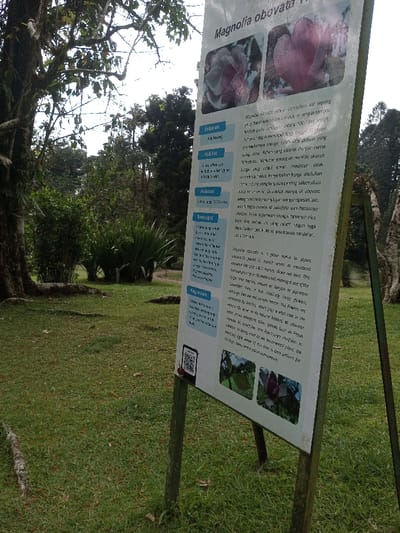 The image displays an outdoor, natural environment, likely a landscaped area or botanical garden, in Pachmarhi, India. In the mid-foreground and right, a rectangular white informational sign, approximately 1.5 to 2 meters tall, stands upright on two slender, dark-colored metal posts. The sign's title, visible at the top, is "Magnolia obovata." Below the title, the sign features text primarily in Indonesian, with corresponding English paragraphs for sections such as "Sebaran" (Distribution), "Habitat," "Habitus," "Deskripsi" (Description), and "Kegunaan" (Uses). Several photographic images of the Magnolia obovata flower, depicting variations in color from pale pink to a deeper reddish-purple, are present on the sign, with two larger images at the top and two smaller ones at the bottom. A black QR code is located in the bottom-left corner of the sign's display area.

The ground surrounding the sign is a mown grassy area, exhibiting variations in green hue and some visible patches of dried grass or soil. To the left of the sign, a large tree trunk with dark, rough bark and prominent surface roots extending into the grass is visible. The background consists of dense, verdant foliage, comprising numerous trees and shrubs of varying heights and leaf structures, creating a natural wall of greenery. A bright, overcast sky is visible through the upper canopy of the trees. No individuals or active subjects are present within the scene.