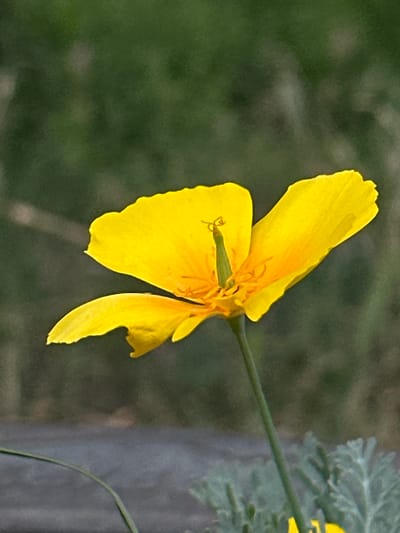 A close-up, eye-level, vertical shot showcases a vibrant yellow California poppy in full bloom. The flower, positioned in the center of the frame, is captured in sharp focus, its delicate petals unfurling towards the viewer. The pistil and stamen are clearly visible in the flower's center. The background is softly blurred, with shades of green indicating foliage and hints of muted gray suggesting a pathway or ground. The lighting is natural and appears to be daylight, highlighting the rich yellow hue of the petals. The image was captured in Lopaskyne, Ukraine.