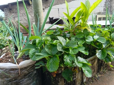 A vibrant garden scene showcases various plants, including leafy green strawberry plants and tall, slender onions growing in a white pot. Bright green leaves of another plant are interspersed amongst the foliage. In the background, a blurry grey brick wall serves as a backdrop, with a black cat lounging on top. A vertical pipe stands near the wall. The scene is bathed in natural light.