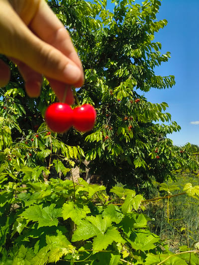 A hand is holding two bright red cherries in the foreground against a backdrop of a cherry tree laden with fruit and a bright blue sky. In the lower foreground, lush green grape leaves are visible. The scene is outdoors, likely in a garden or orchard, under natural sunlight. The image captures a close-up view of the cherries being picked, with the tree and surrounding foliage providing a natural, summery ambiance. The cherries are perfectly ripe and round, with a slight sheen from the sunlight. The hand appears to be of a person with fair skin, and its fingers are gently cupping the cherries. The cherry tree is full of green leaves and more red cherries can be seen scattered throughout its branches. The sky is clear and blue, suggesting a sunny day.