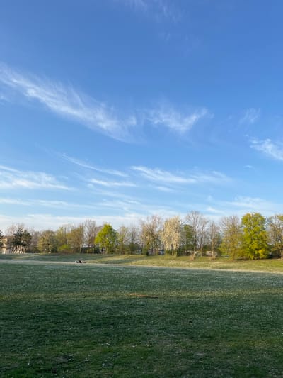 The image depicts a green field, dotted with white flowers, with a tree line in the background. The field is located in the city of Saint-Brice-Courcelles, France, at the coordinates 49.283, 4.004. There are no people in the scene and the sky is a clear blue with wispy white clouds. The image was taken on a sunny afternoon.