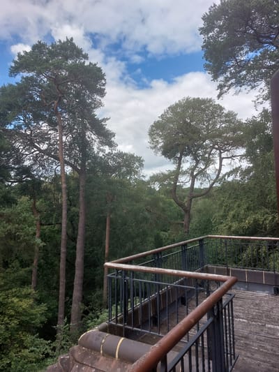 An outdoor, elevated wooden walkway with metal railings overlooks a dense forest under a cloudy sky. The walkway, made of weathered planks, curves into the background. Tall pine trees, characteristic of the woodlands surrounding the Devil's Punchbowl in Waverley, United Kingdom, dominate the view, their green canopies reaching towards the sky. The forest floor is obscured by thick foliage. The lighting suggests it is daytime, with diffused sunlight filtering through the clouds. There are no people visible in the scene.