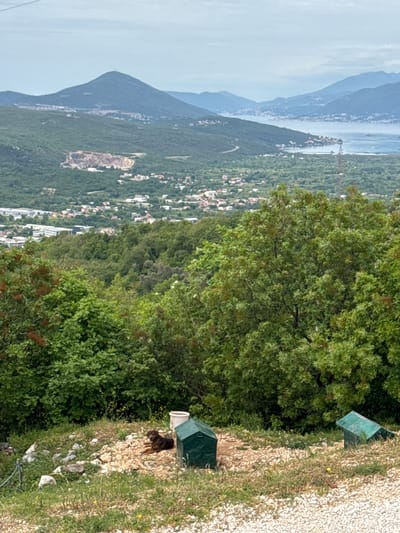 The image depicts a hillside scene overlooking a town and a body of water, likely taken in or near Pelinovo, Montenegro. The foreground is dominated by vegetation and a rocky, gravelly slope. Two dark-green, box-like structures are visible on the slope, potentially utility boxes or shelters. Near the lower box, a dark-brown dog lies on the rocks. In the midground, a dense green forest descends into a valley filled with houses and buildings. Further in the background are a mountain range and a body of water, possibly the Adriatic Sea. The sky is overcast. A power line appears in the lower right corner.