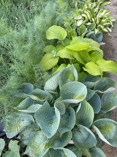 In the city of Kamennomostsky, Russia, a high-angle, close-up shot captures a lush garden bed filled with various hosta plants and delicate, feathery foliage. The hostas are a dominant feature, showcasing different shades of green, from vibrant lime to deep blue-green. Their large, textured leaves are adorned with numerous water droplets, suggesting recent rain or watering. One variety of hosta, near the top right, features variegated leaves with striking white margins. Interspersed among the hostas is a dense growth of fine, green, dill-like plants. The ground beneath the foliage is dark soil, with a concrete surface visible along the right edge of the frame. The scene is a detailed, naturalistic study of plant textures and the effect of moisture on foliage.
