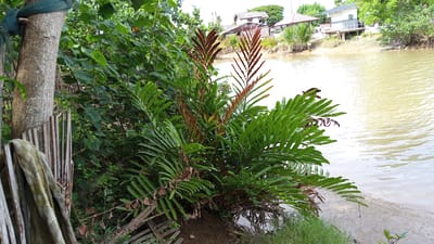 The image captures a serene waterside scene in Tanjong Krueng, Indonesia, featuring a close-up view of lush green foliage with reddish-brown new growth in the foreground. The plant's fronds are spread wide, with some drooping towards the muddy bank. To the left, a weathered tree trunk stands partially obscured by dense green leaves and a segment of a weathered wooden fence. A piece of green netting is draped over the upper portion of the tree trunk. In the background, the calm, murky water of a river stretches towards the opposite bank, where several houses with pitched roofs are visible amidst verdant trees. The overall impression is one of natural beauty and a tranquil village environment.