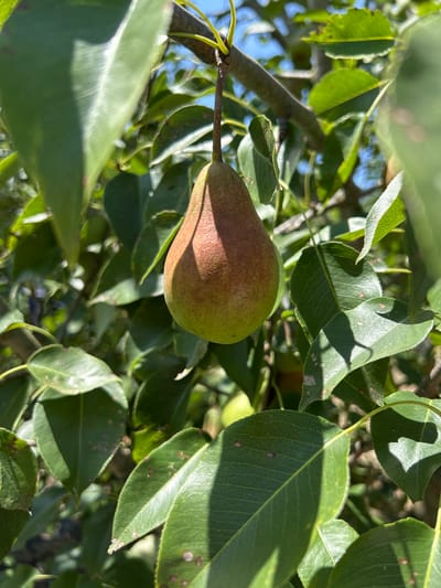 A single, ripe pear hangs from a tree branch, surrounded by vibrant green leaves. The pear is partially shaded, with a reddish-brown blush appearing on its upper surface, transitioning to a pale green at its base. Sunlight filters through the foliage, casting dappled shadows on the leaves and the pear itself. The background consists of more leaves and the clear blue sky, suggesting an outdoor setting on a bright day. The image was captured in the city of Zaboizkiy, Russia.
