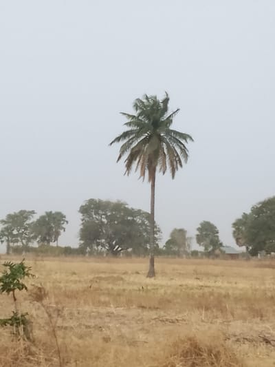 This image, set in the city of Minting Chip, Nigeria, displays an expansive, dry, golden-brown field under an overcast gray sky. A singular, tall palm tree, featuring a slender, dark brown trunk and a crown of green and partially dried fronds, stands centrally in the midground. A small, verdant shrub is located in the lower-left foreground. The background reveals a horizontal cluster of trees of varying sizes and foliage densities, with a faint reddish-brown structure, possibly a small building, visible through the trees on the far right. No human presence or specific activities are depicted.