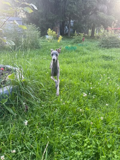 An Italian Greyhound is captured in mid-stride, running across a lush green lawn dotted with small white clover flowers. The dog, predominantly gray in color, is facing the camera with its ears perked and its body leaning forward. The background consists of dense green foliage and trees, with hints of a fence and possibly some discarded items like green crates visible further back. The lighting suggests it is daytime, possibly late afternoon, with sunlight filtering through the trees. The scene appears to be in a residential backyard in the city of Lyady, Russia.