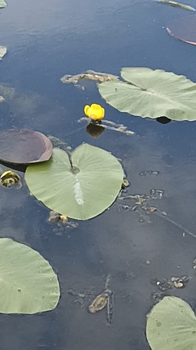 A bright yellow water lily bloom floats on the dark blue water, surrounded by large, round, green lily pads. One lily pad in the foreground is prominently displayed, showing its textured surface and a faint white line running down its center. To the left, a darker, purplish lily pad is partially submerged. Another small yellow bud is visible near the edge of this pad. The water appears calm, reflecting the light and the surrounding elements. Scattered debris, possibly plant matter or small insects, floats on the surface. The scene suggests a natural outdoor setting, likely a pond or calm body of water. The lighting indicates it is daytime, with bright sunlight illuminating the bloom and lily pads, creating subtle shadows on the water. No people are visible, and there is no text in the image. The overall mood is serene and natural.