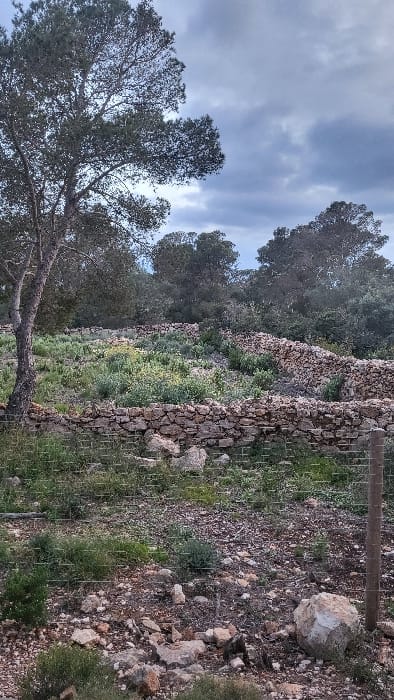 The image displays an undeveloped, natural landscape within Santa Ponça, Spain. The foreground consists of rough, rocky ground interspersed with loose stones, dirt, and sparse green vegetation. A wire mesh fence spans horizontally across the lower frame, supported by a visible wooden post on the right. A large, light-colored boulder rests on the ground to the right. The midground features a series of ascending dry-stone retaining walls, forming terraced sections composed of irregular, light-colored stones. These terraces are covered with green foliage, including shrubs and plants bearing small yellow flowers. A mature tree with a textured trunk and dense green canopy stands prominently on the left side of the midground. The background shows additional terraced terrain and a dense line of trees and brush. The sky is overcast with grey and lighter cloud formations. No people, animals, or significant interactions are present.